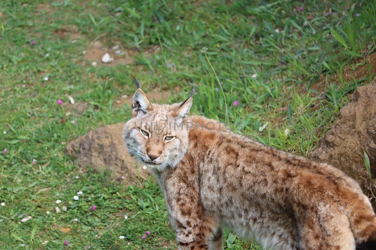 beautiful big cat lynx wild freedom fear danger extinction