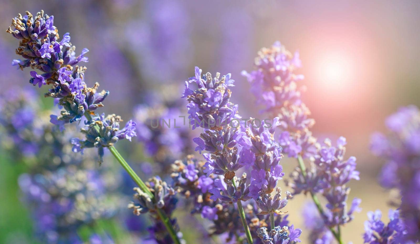 The Lavender bushes closeup on sunset. Sunset gleam over purple flowers of lavender.