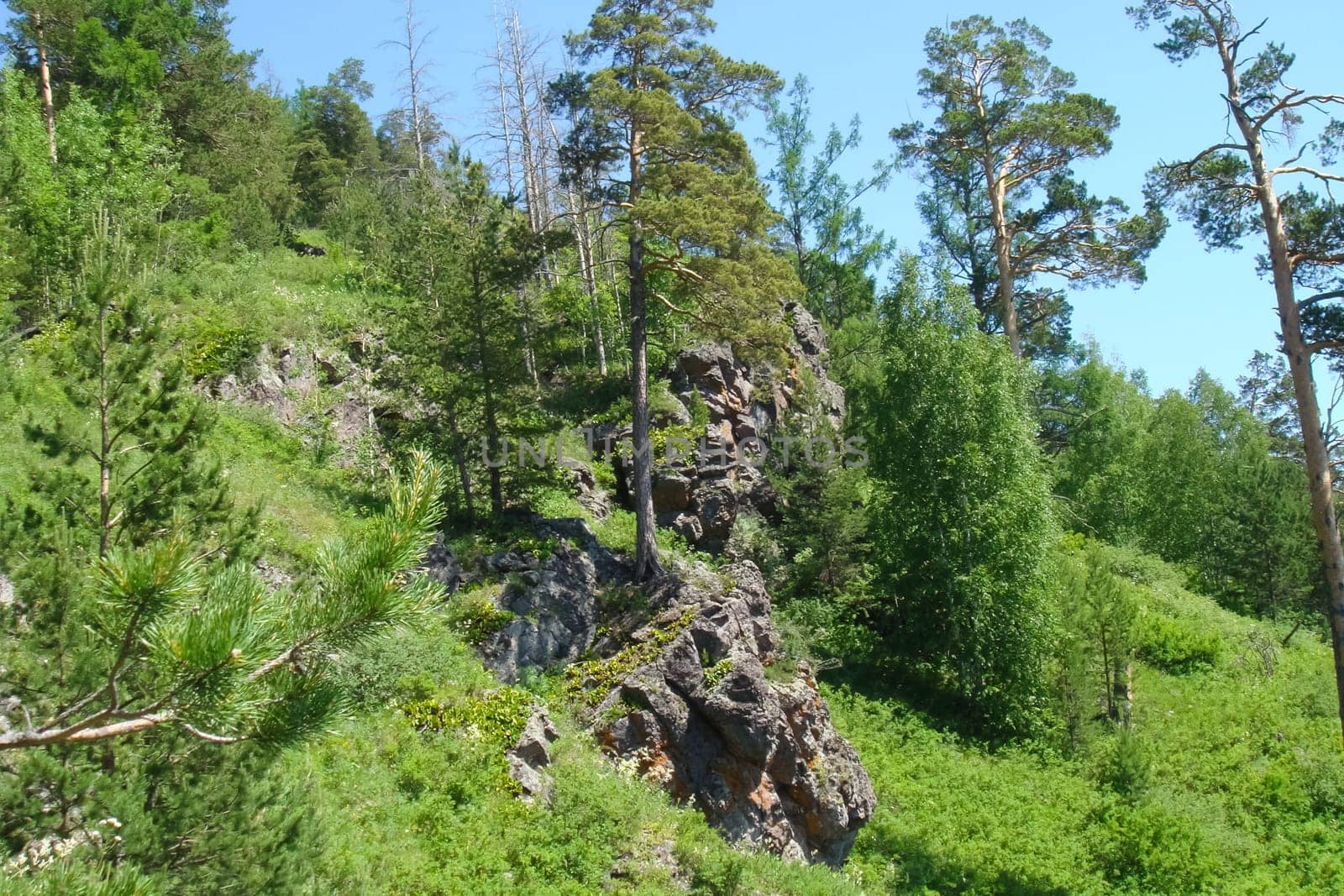 Small Bor tract, Hakkasia. Forests and meadows Khakassia