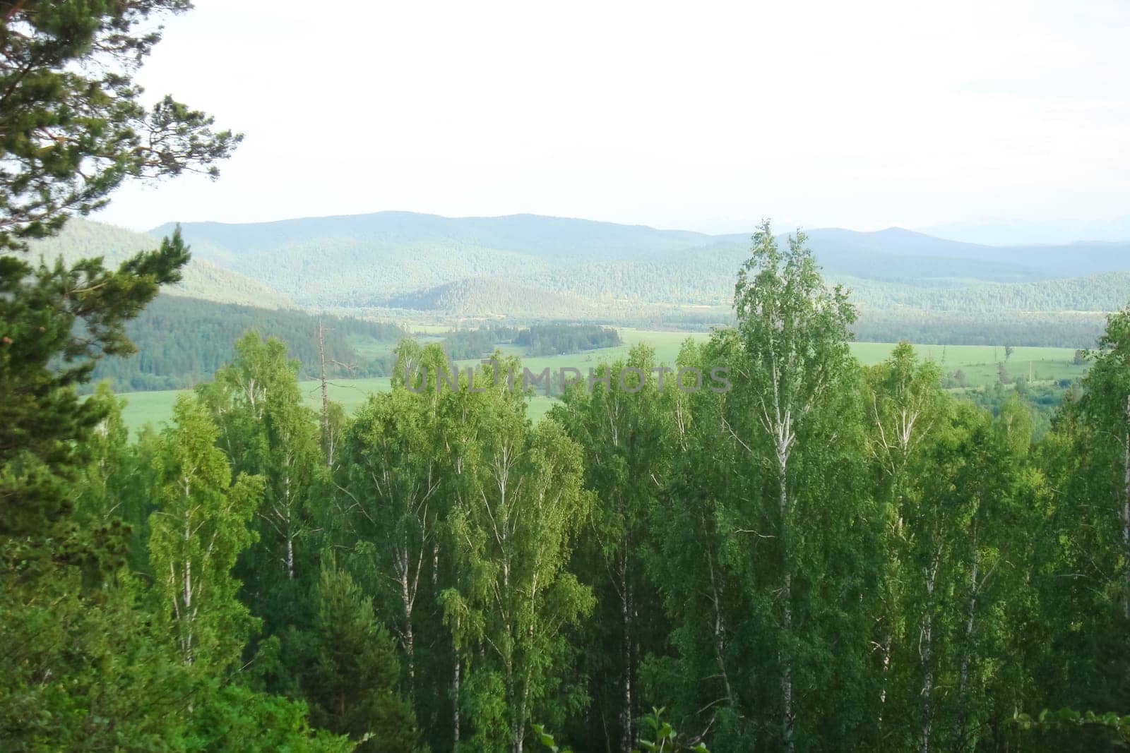Small Bor tract, Hakkasia. Forests and meadows Khakassia