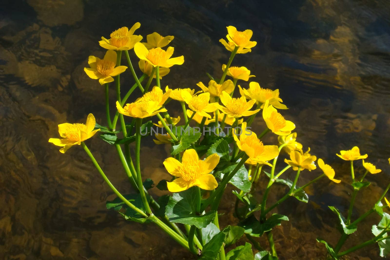 Yellow flowers on the shore by the water. Flowers in Hakqa Khakassia.