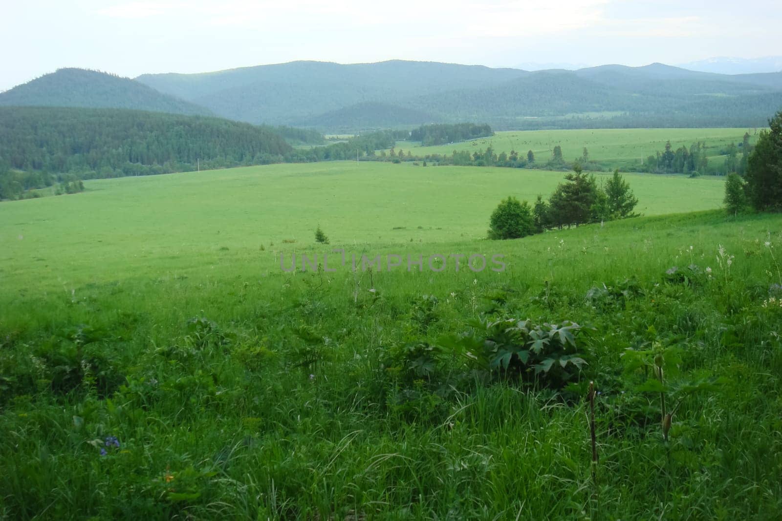 Small Bor tract, Hakkasia. Forests and meadows Khakassia