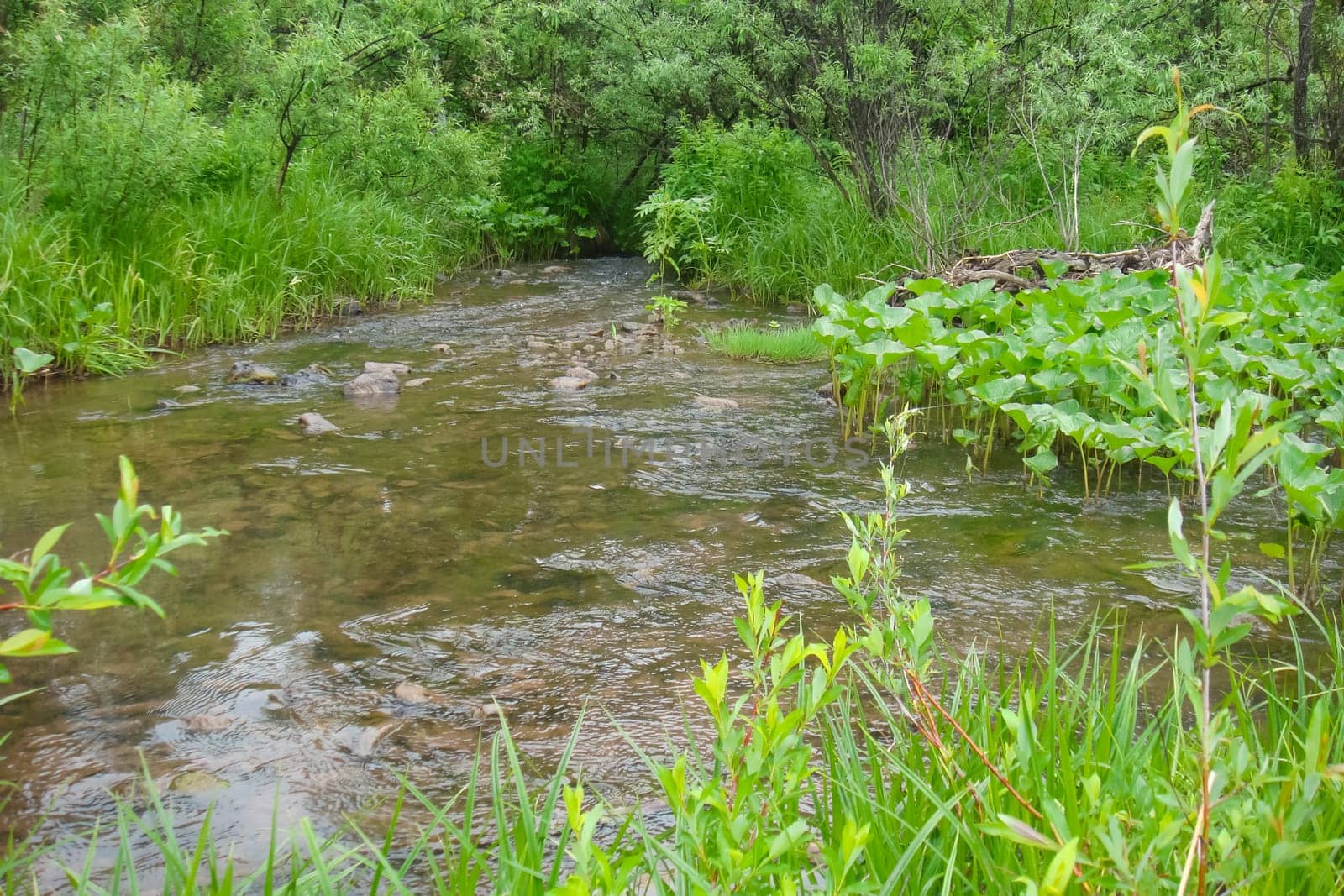 Small Bor tract, Hakkasia. Forests and meadows Khakassia