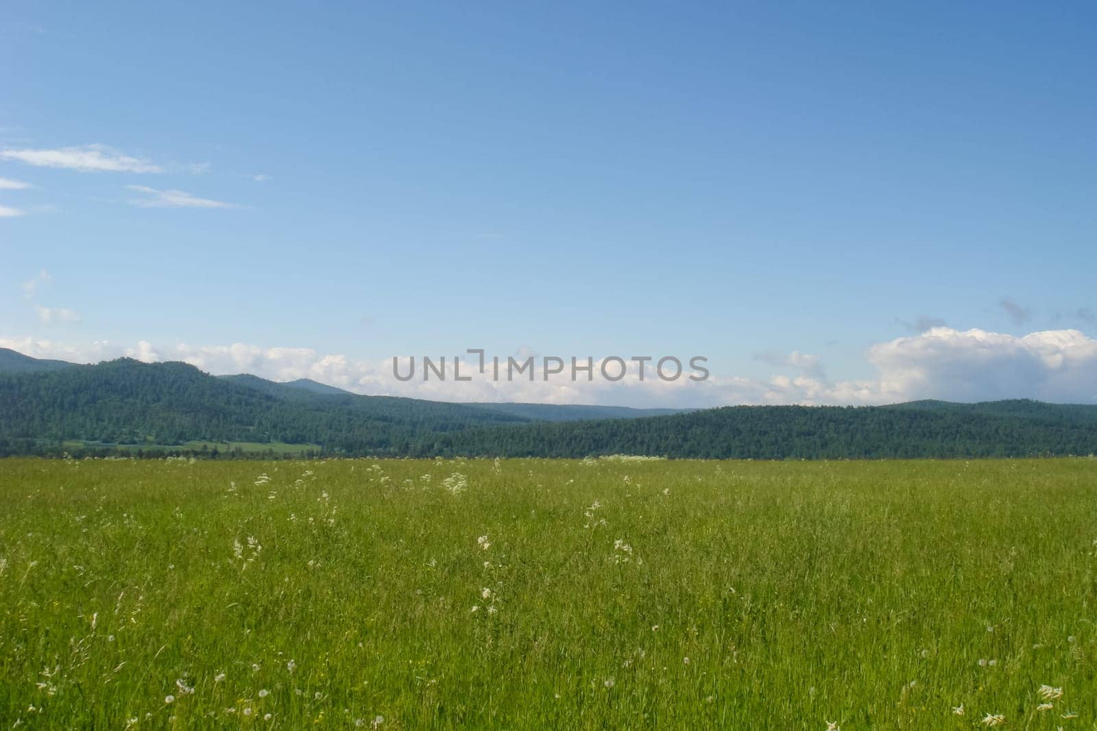 Small Bor tract, Hakkasia. Forests and meadows Khakassia