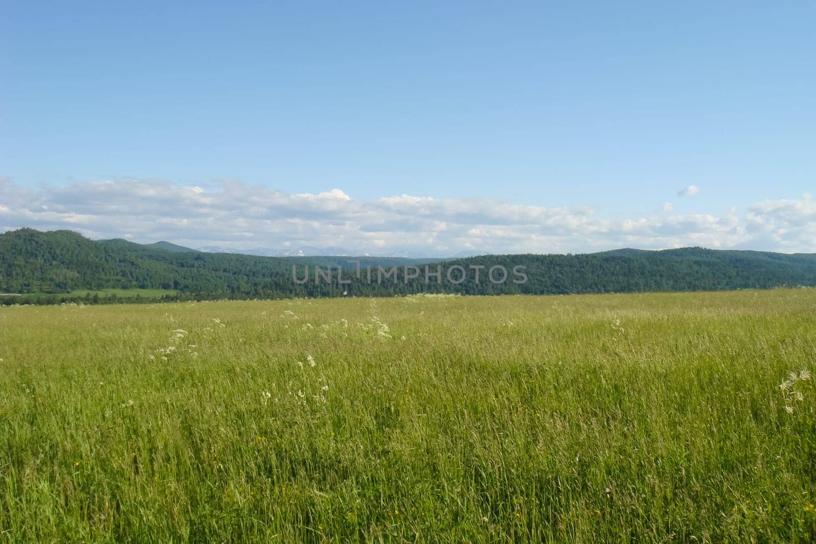 Small Bor tract, Hakkasia. Forests and meadows Khakassia