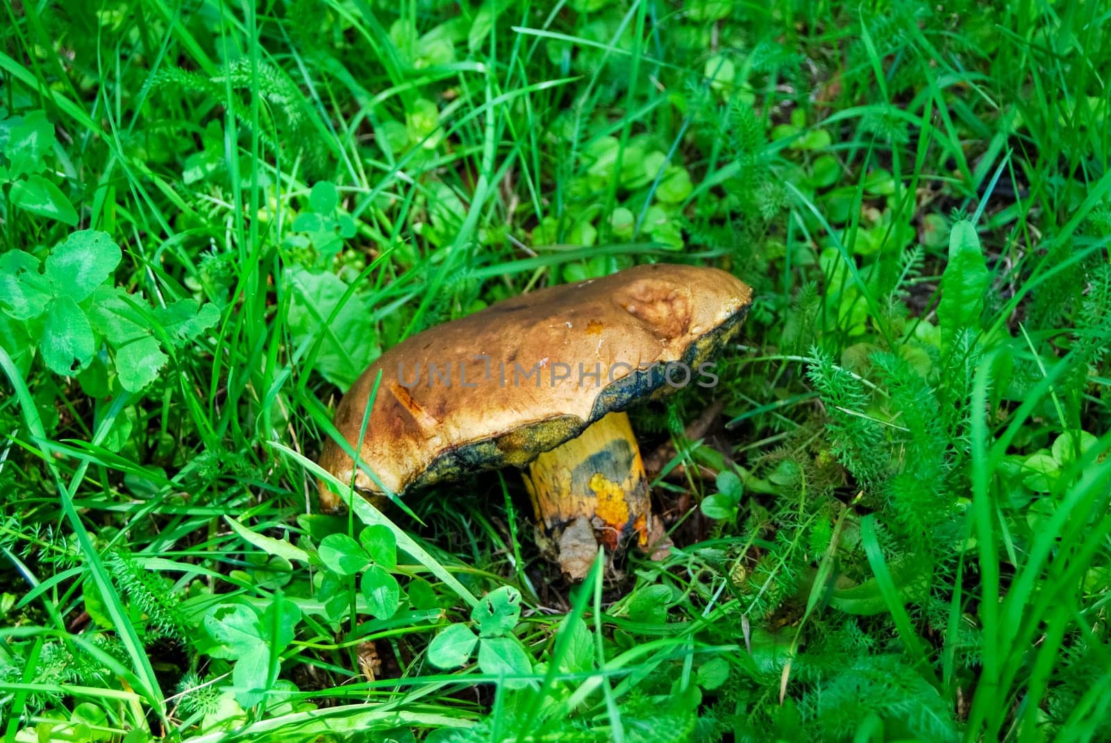 A mushroom in the grass in the woods. Reserve HMELITA
