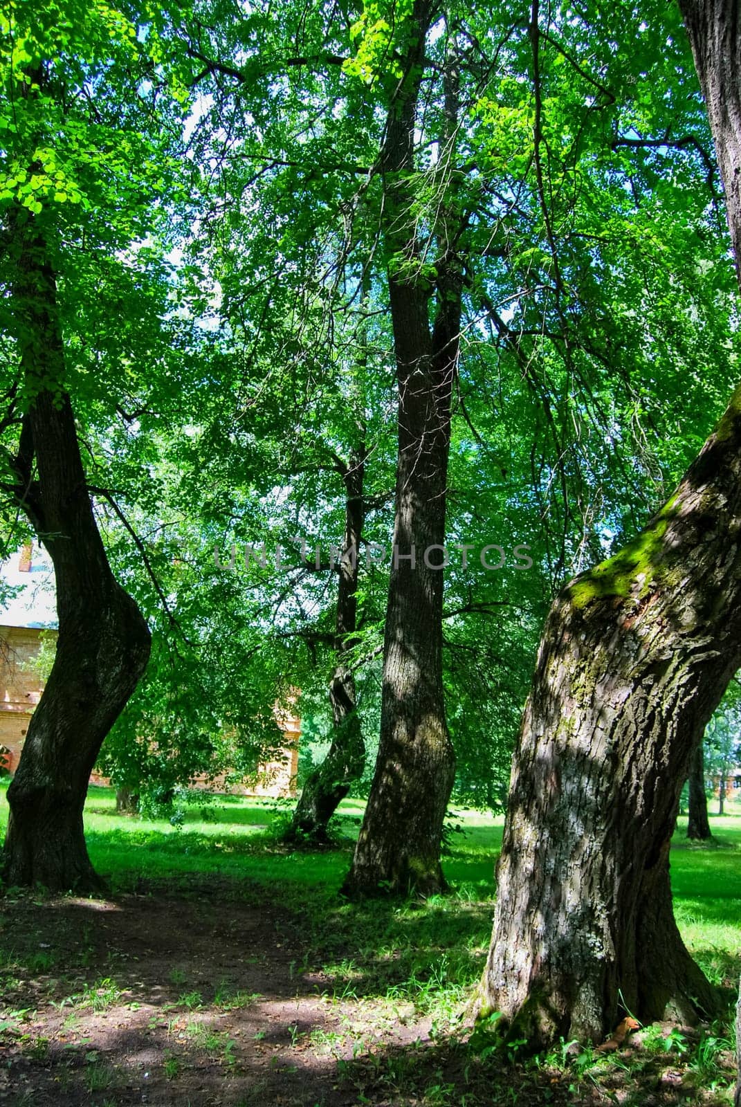 Beautiful well-groomed park, trimmed lawn. reserve HMELITA