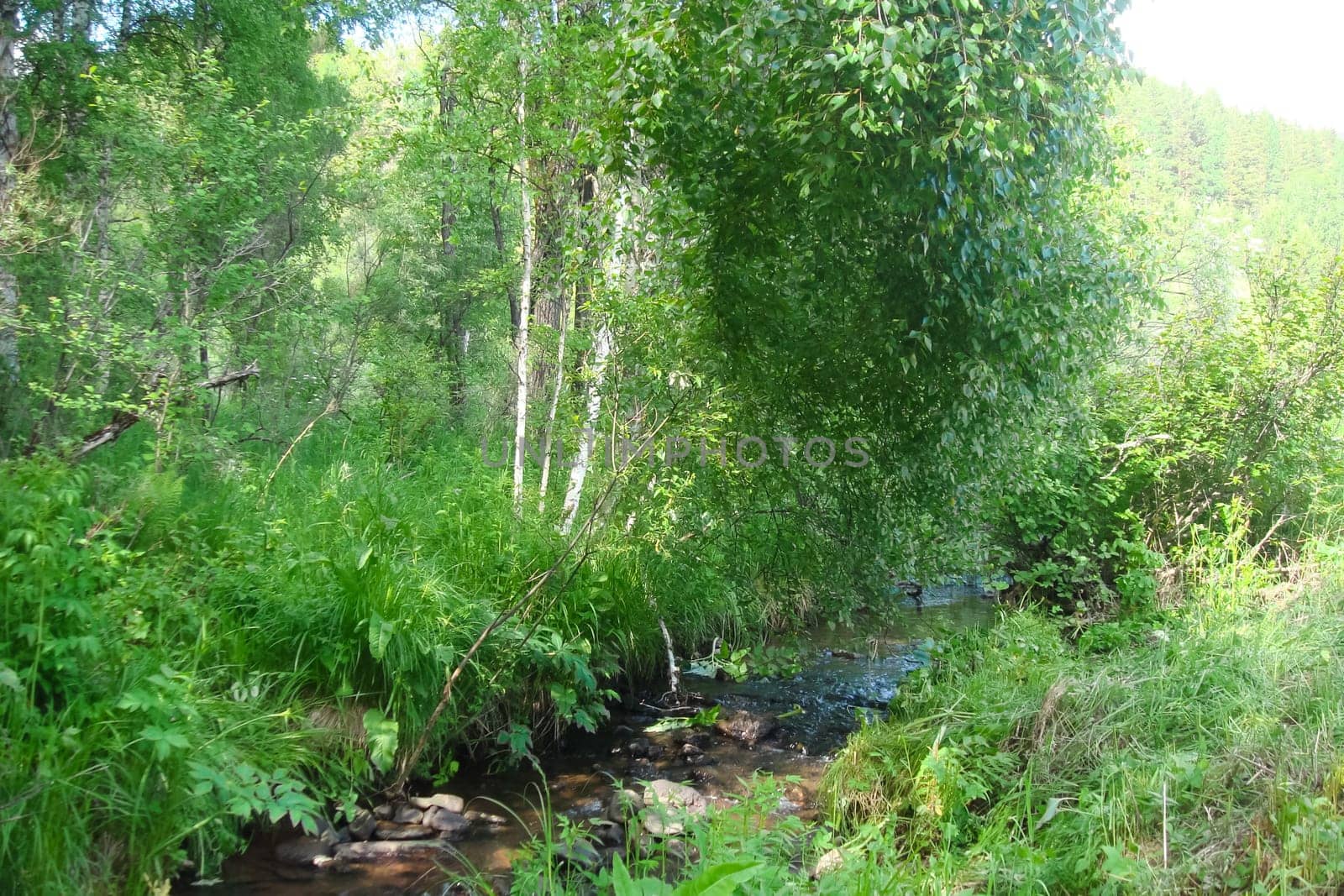 Small Bor tract, Hakkasia. Forests and meadows Khakassia