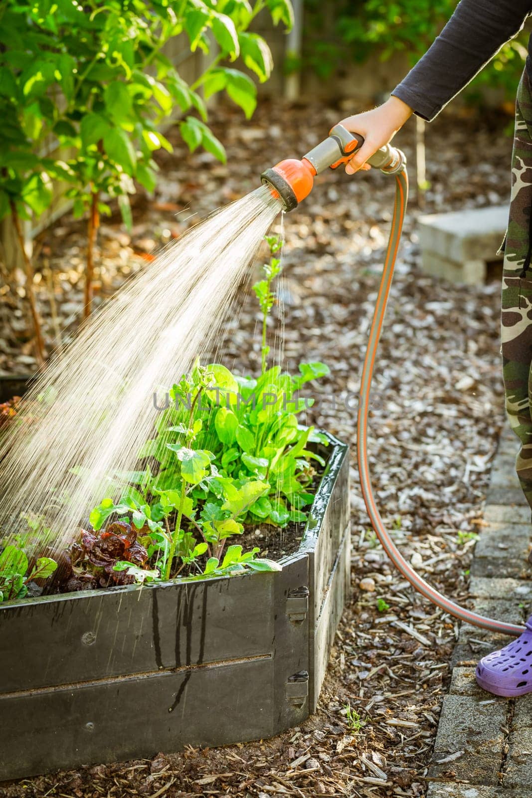 Watering salad in raised bed in garden. Gardening in spring time.