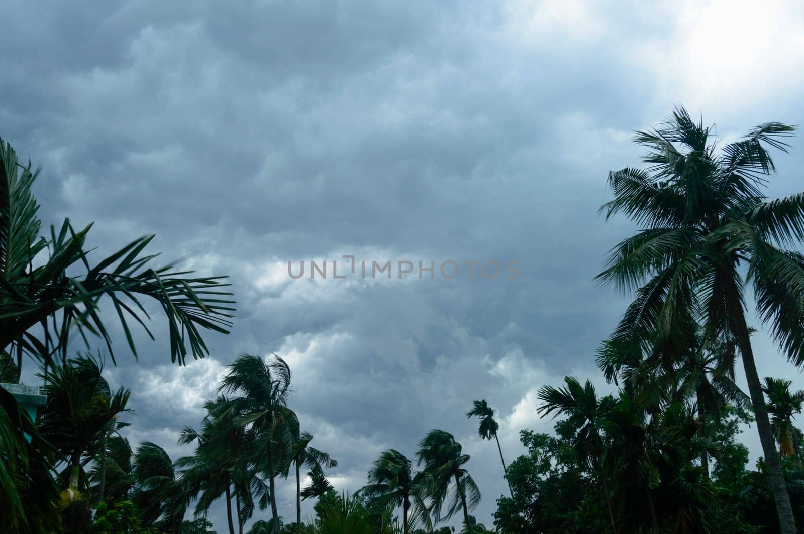 Thick dark black heavy storm clouds covered summer sunset sky horizon. Gale speed wind blowing over blurry coconut palm tree before Norwesters Kalbaishakhi Bordoisila thunderstorm torrential rain.