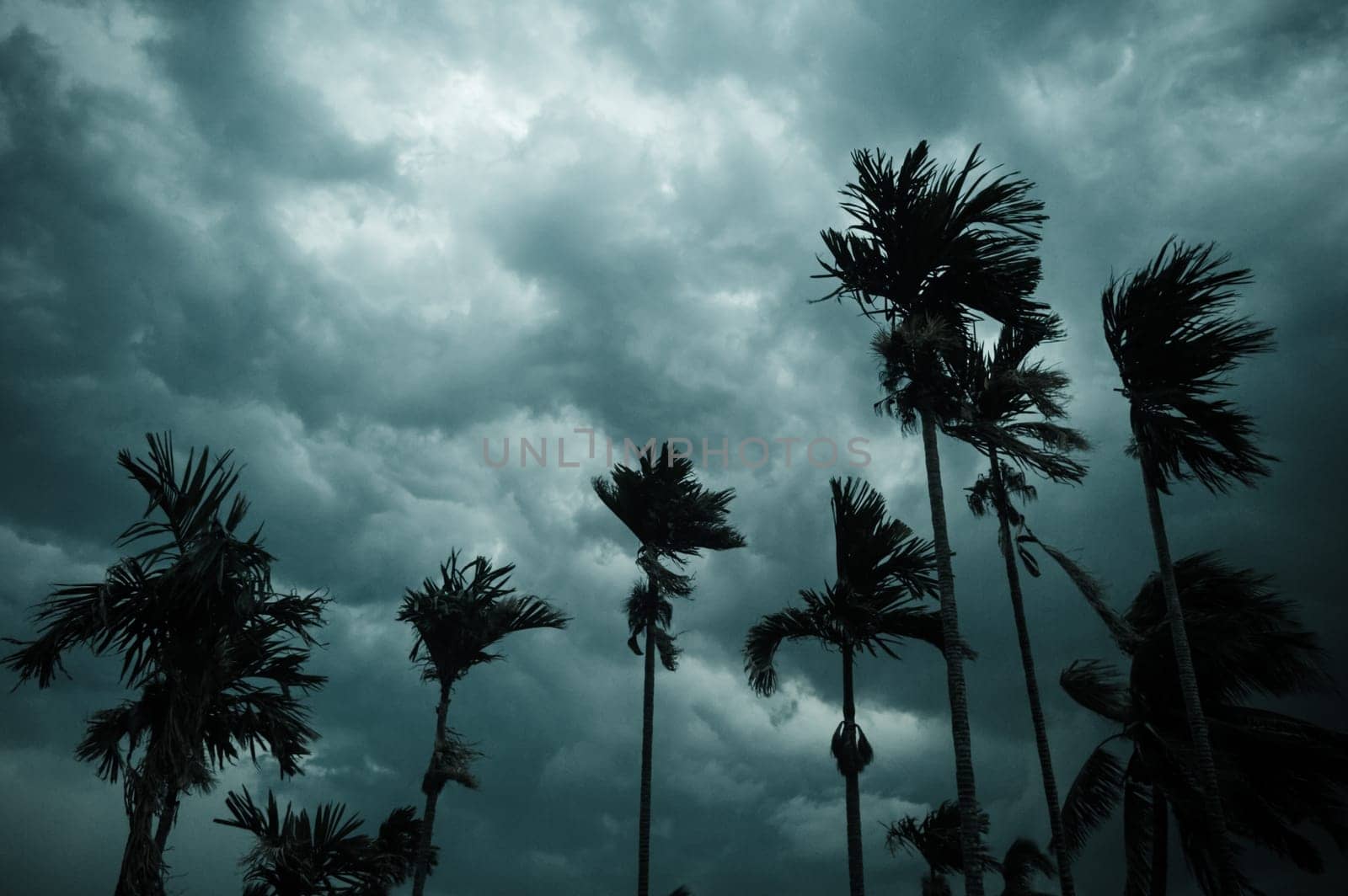 Thick dark black heavy storm clouds covered summer sunset sky horizon. Gale speed wind blowing over blurry coconut palm tree before Norwesters Kalbaishakhi Bordoisila thunderstorm torrential rain.