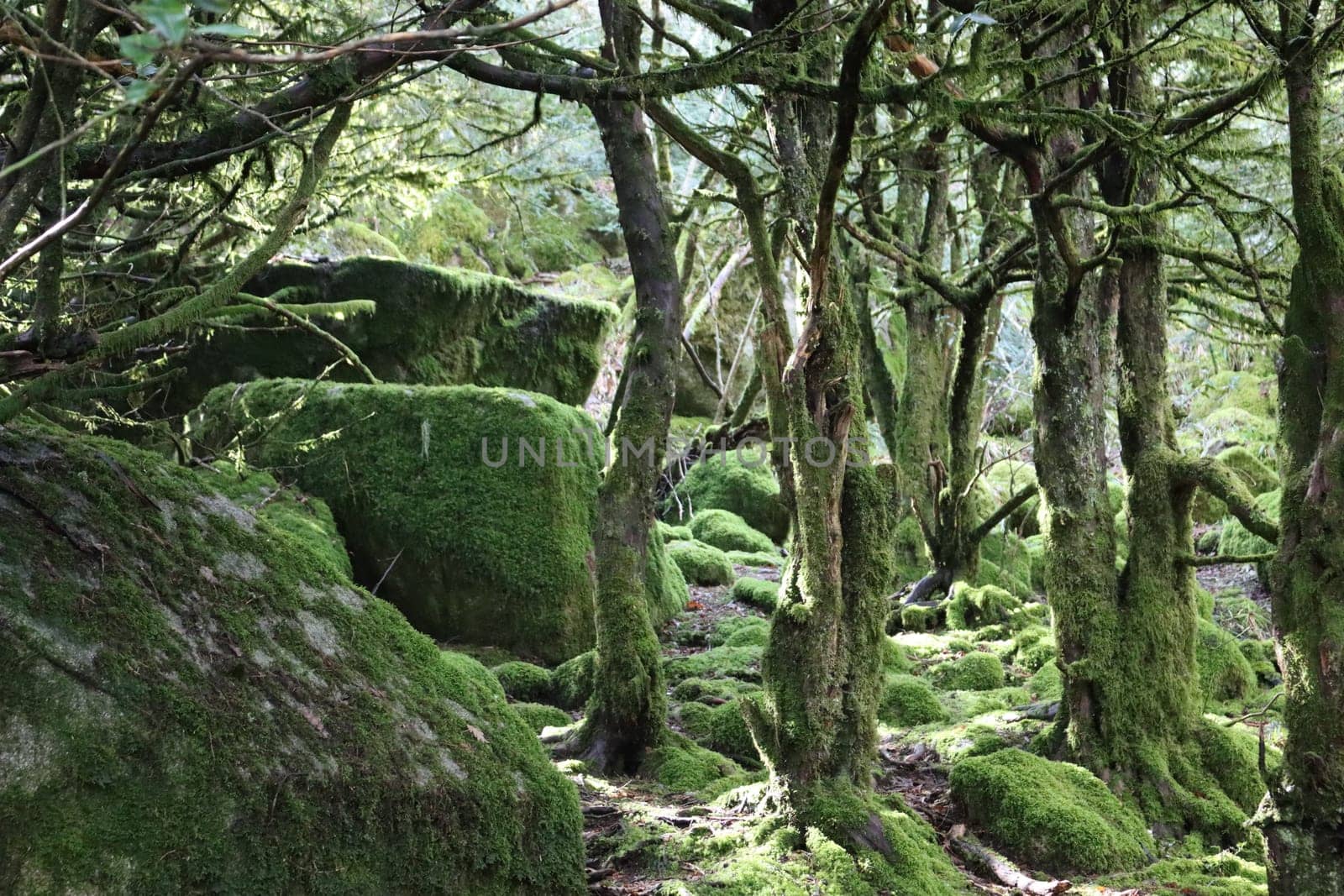 beautiful forest of trees rivers waterfalls water green moss moisture