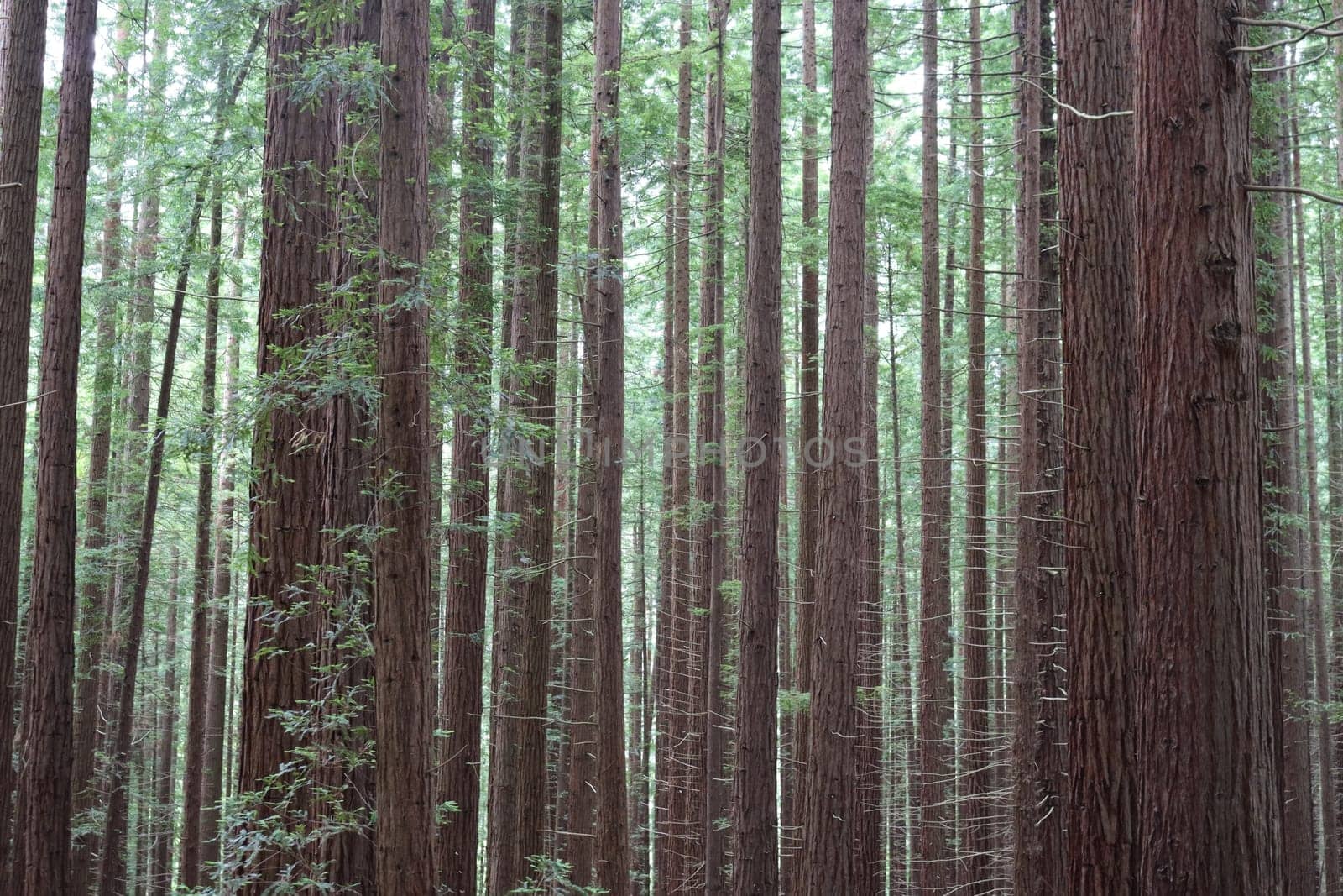 beautiful redwood forest giant trees huge fat tall wood