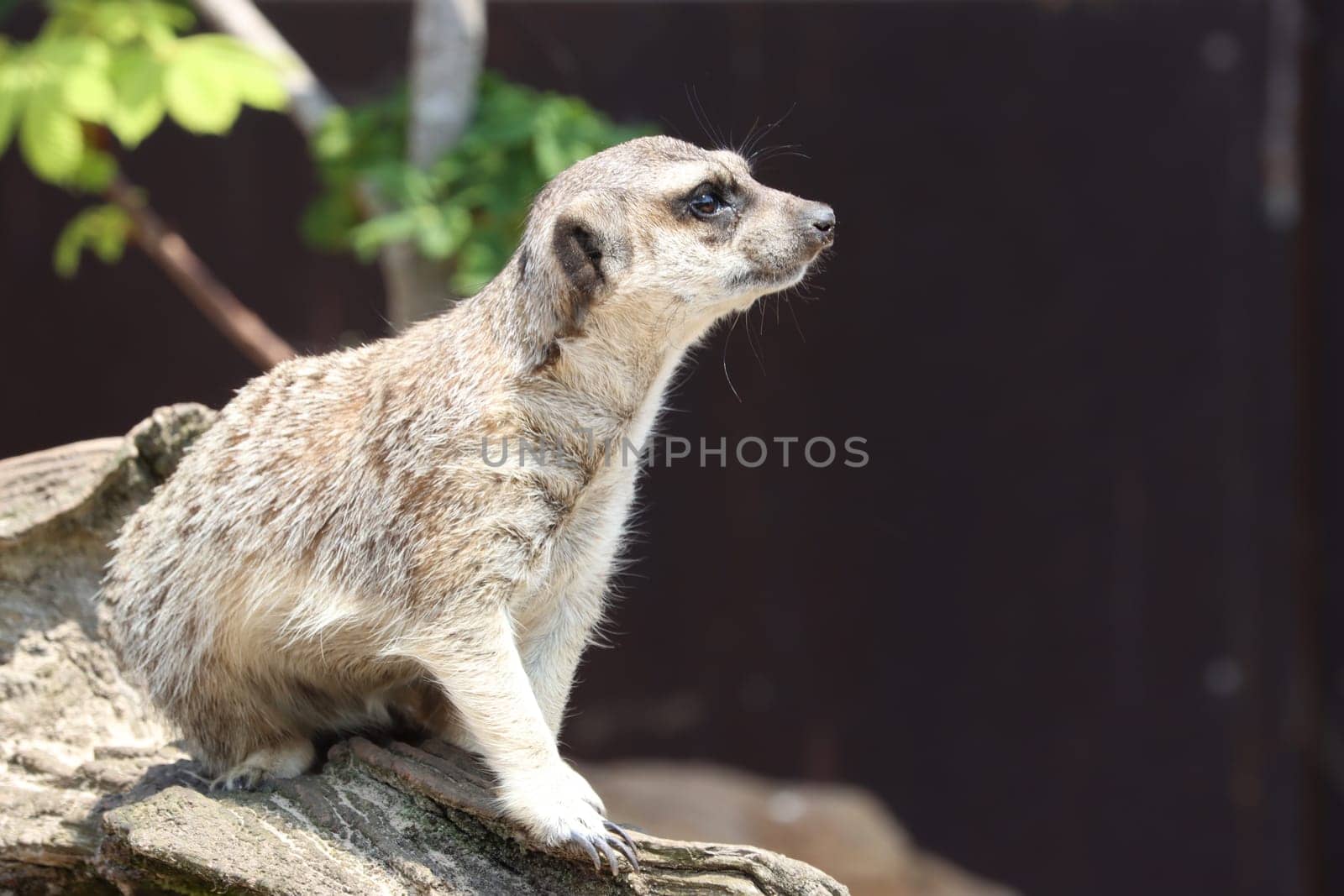 beautiful watchful watchful watching ledge safari wild animal zoo