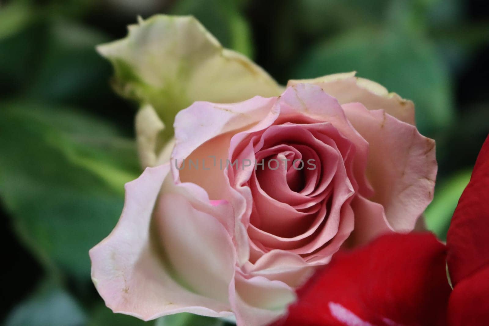 pink flower beautiful skewer-colored skewers natural leaves