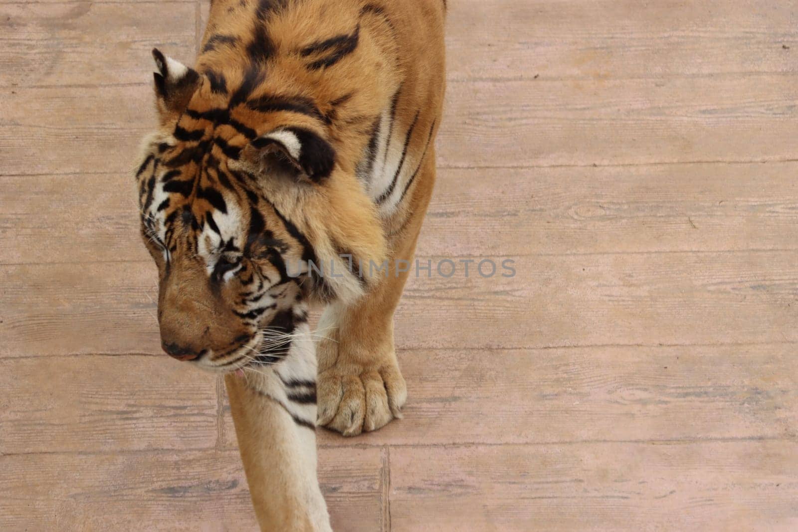 beautiful feline bengal tiger dangerous stripes big claws fangs