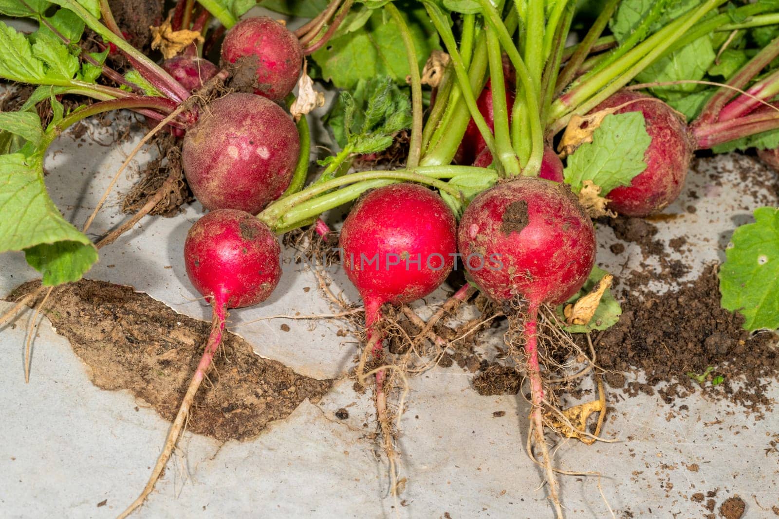 freshly harvested radishes with roots and leaves lie on a plate