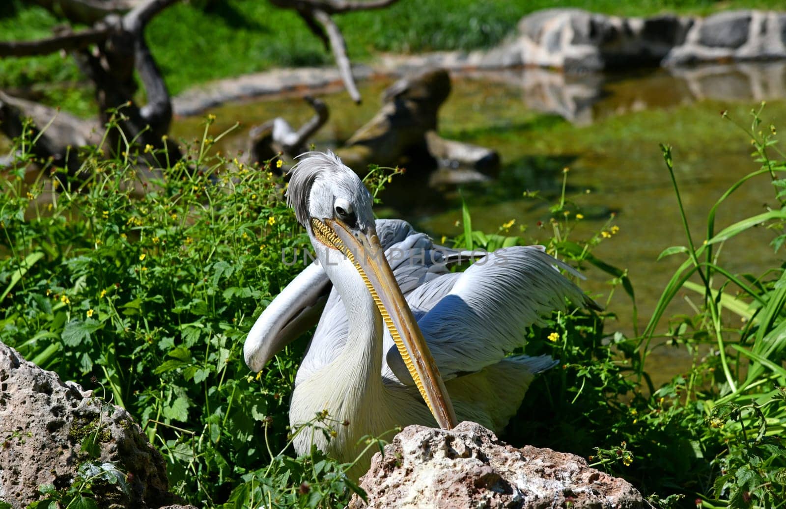 pelican