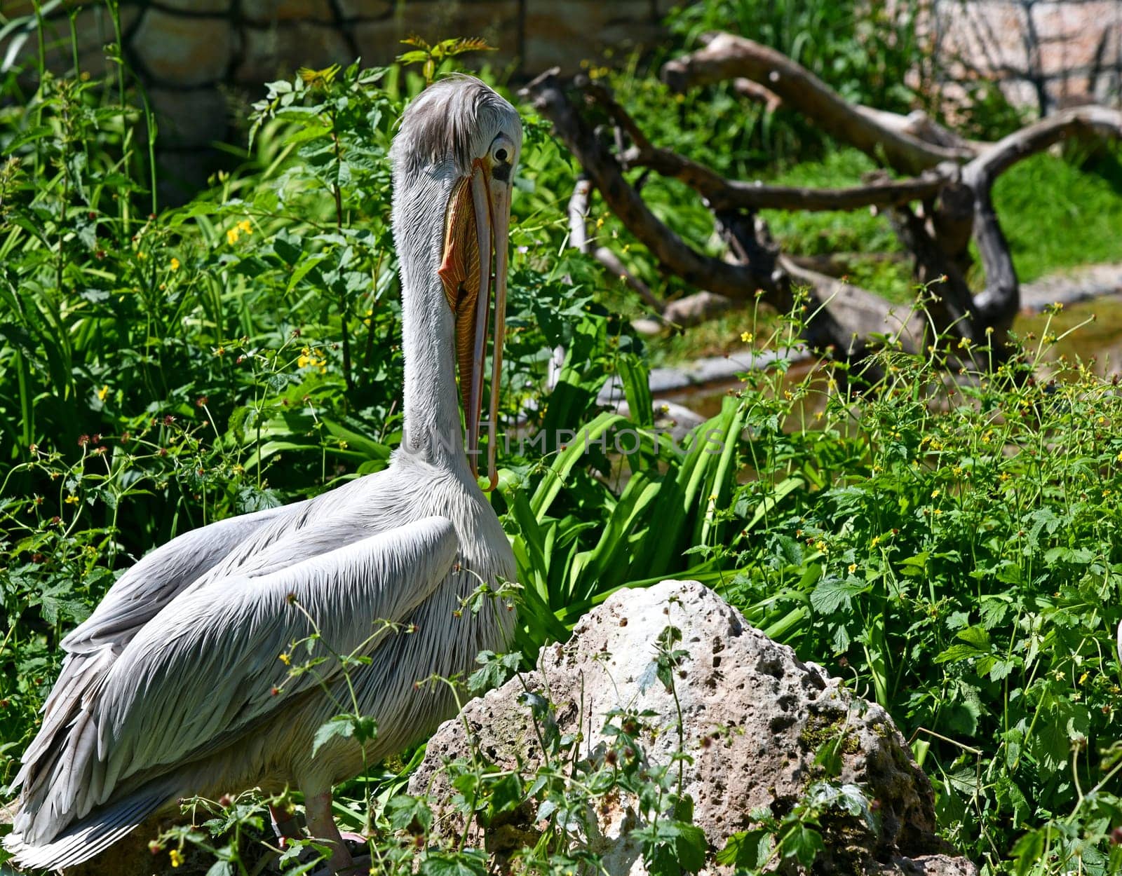 pelican
