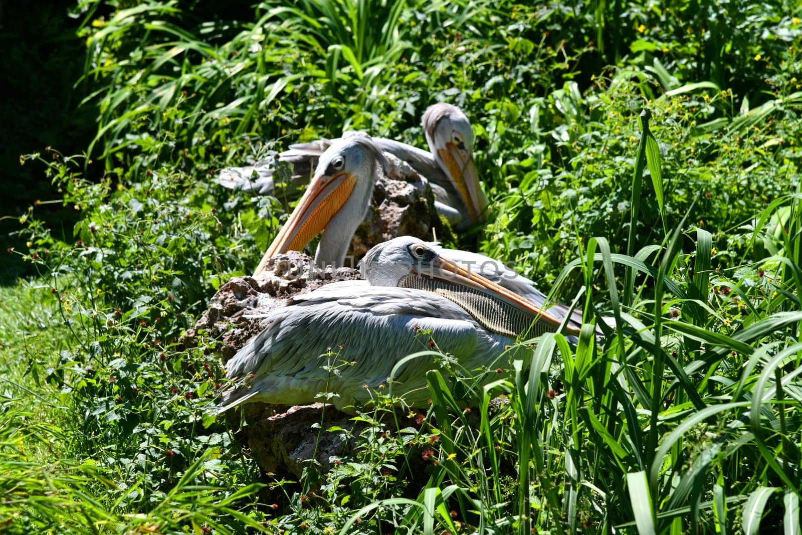 pelican