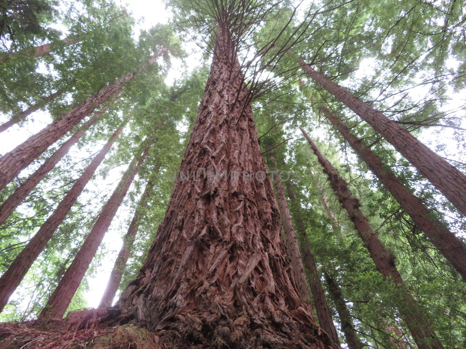 beautiful redwood forest giant trees huge fat tall wood