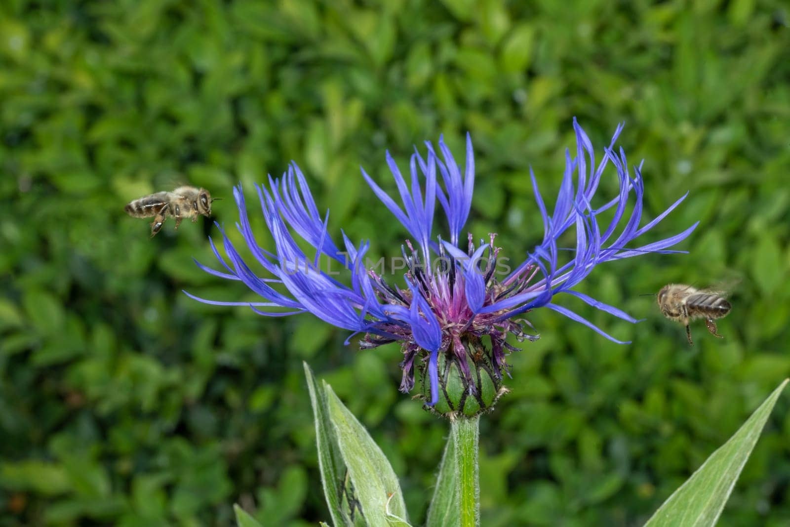 Cornflower with flying honeybee in front of green blurred background with copy space