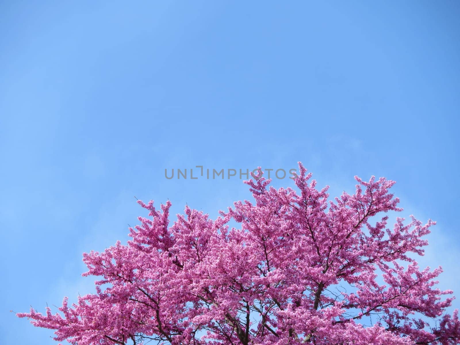 flowery tree pink flowers amount beautiful background