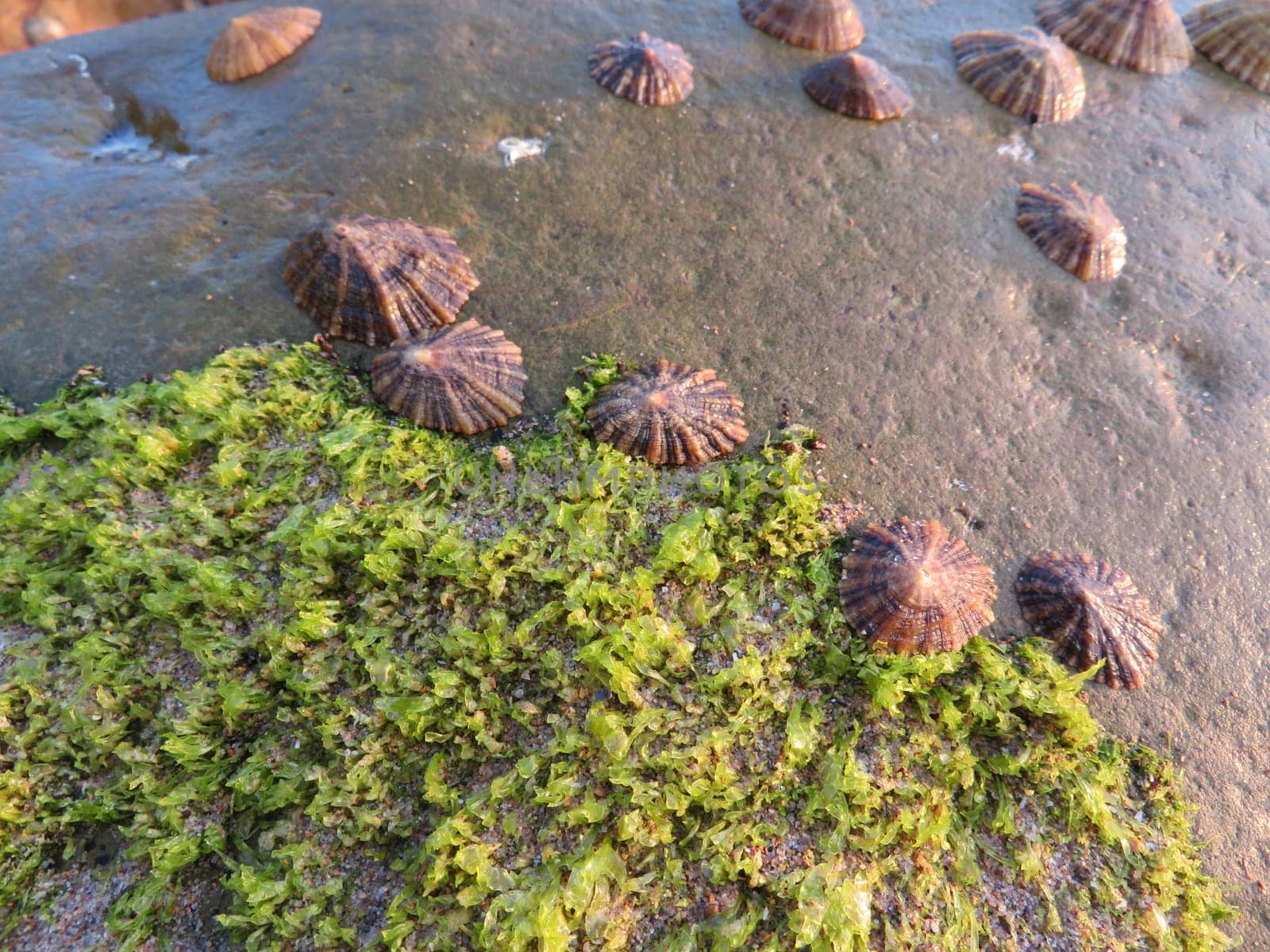 beautiful shells clinging to the rocks fish food