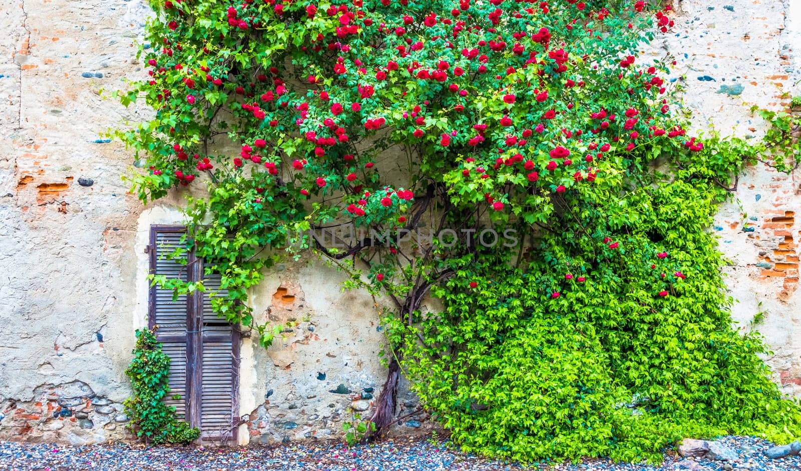Romantic antique roses during summer season. The location is grungy and vintage in north Italy.
