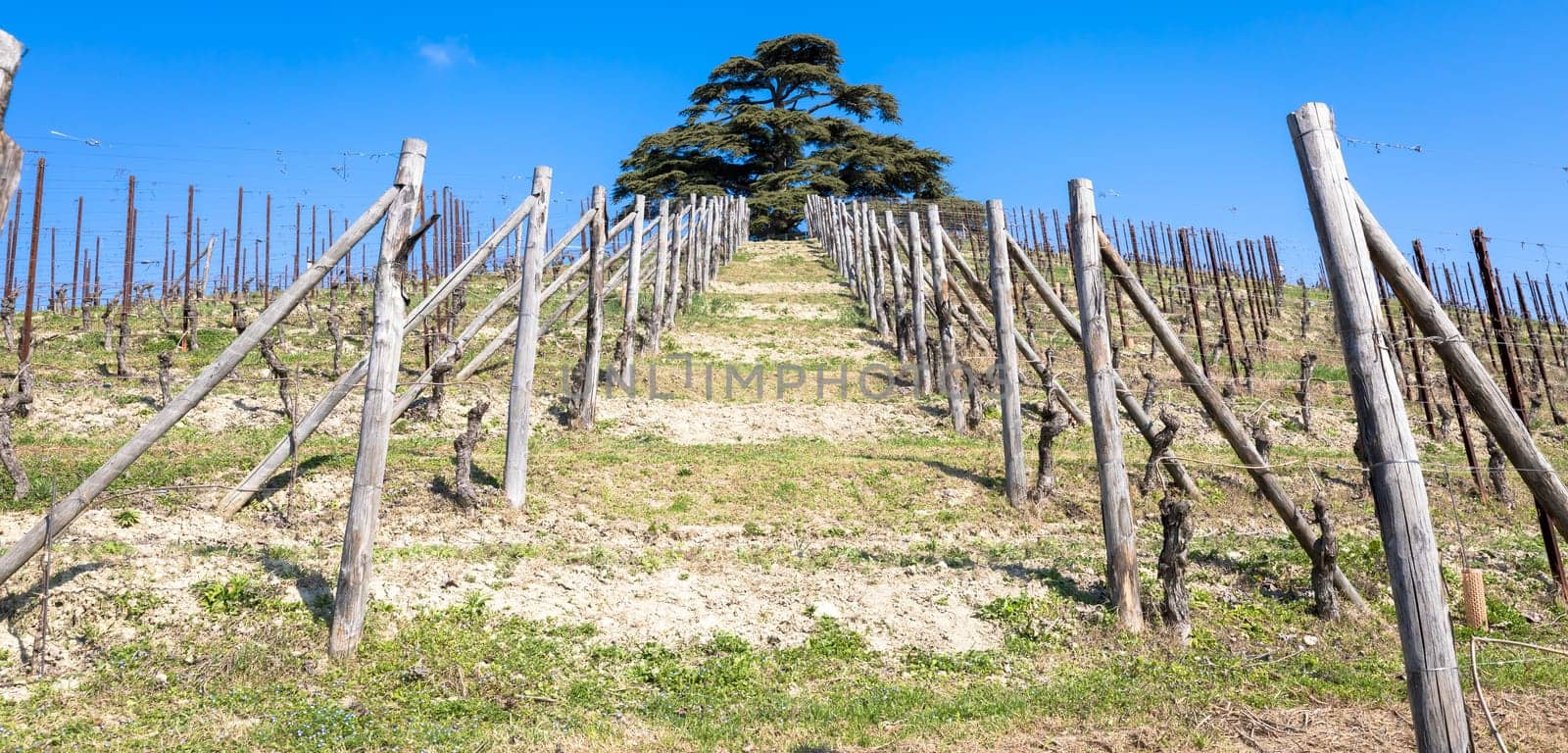 Barolo and Barbaresco countryside in Piedmont region, Italy. Vineyard with grapes cultivation for red wine.