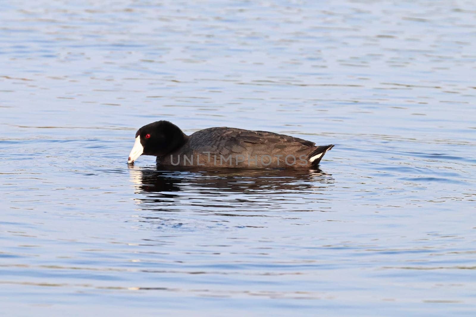An American Coot duck swimming in water.
