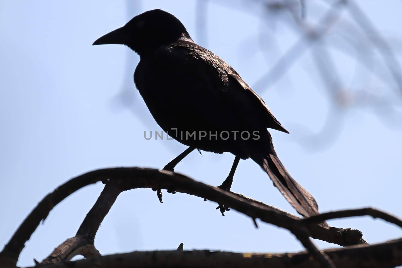 Silhouette of a common grackle sitting on tree branches.