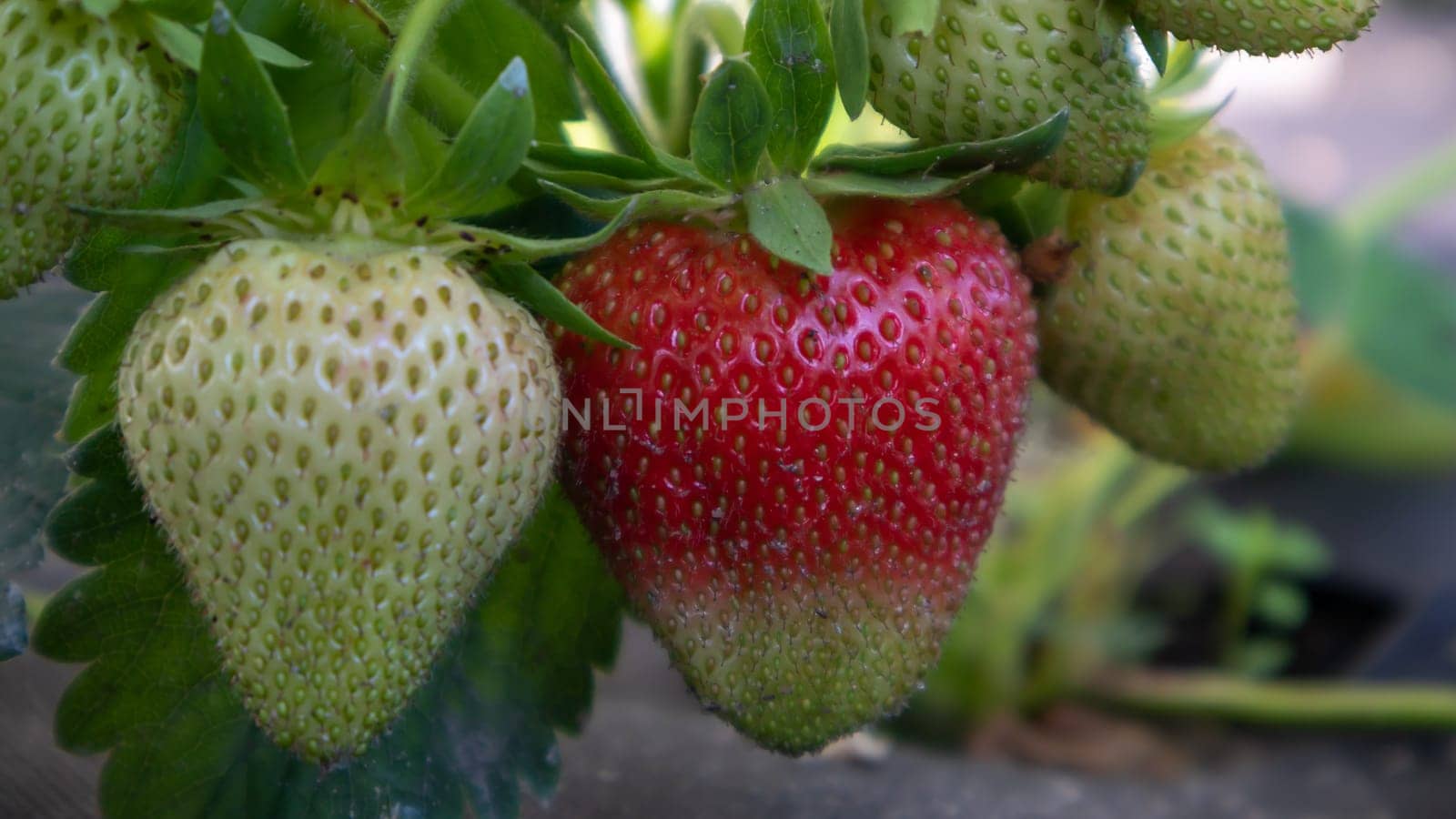 Picking fresh ripe organic big red strawberries outdoors in sunny weather at the plantation. Strawberry field on a fruit farm. A new crop of sweet open strawberries growing outside in the soil