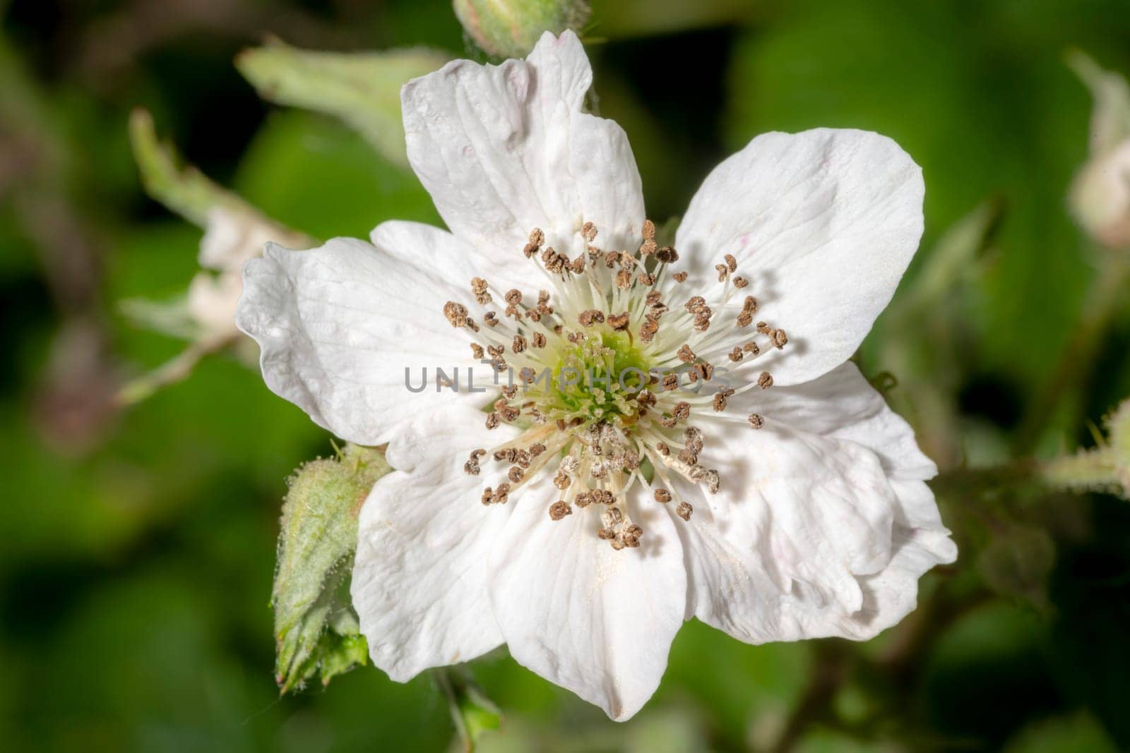 Detail shot of a blackberry blossom in the sunshine against a blurred background