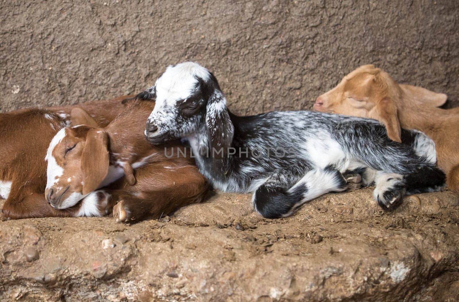 Domestic goat kids sleeping in the barn. Selective focus