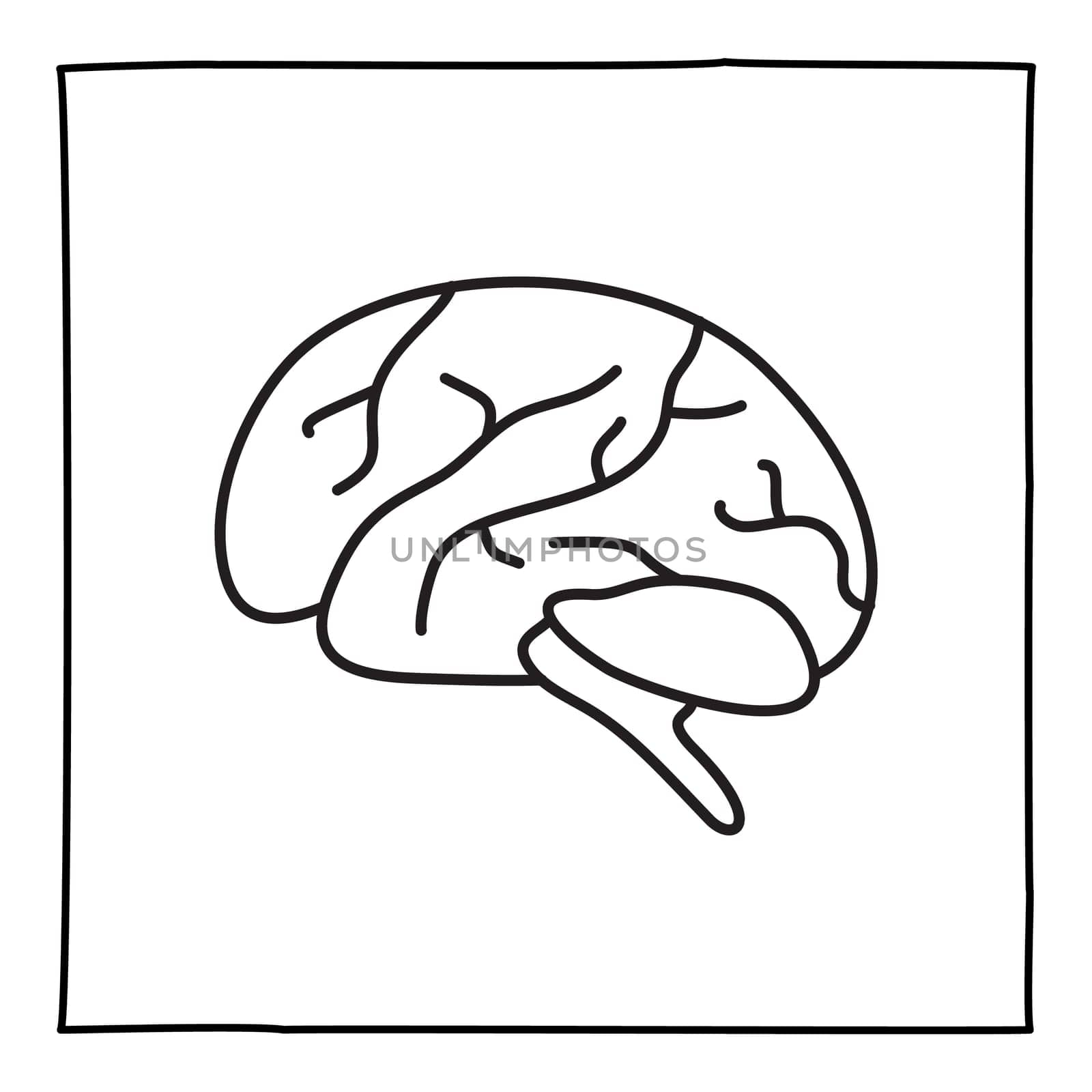 Doodle brain icon or logo, hand drawn with thin black line. Isolated on white background. Vector illustration