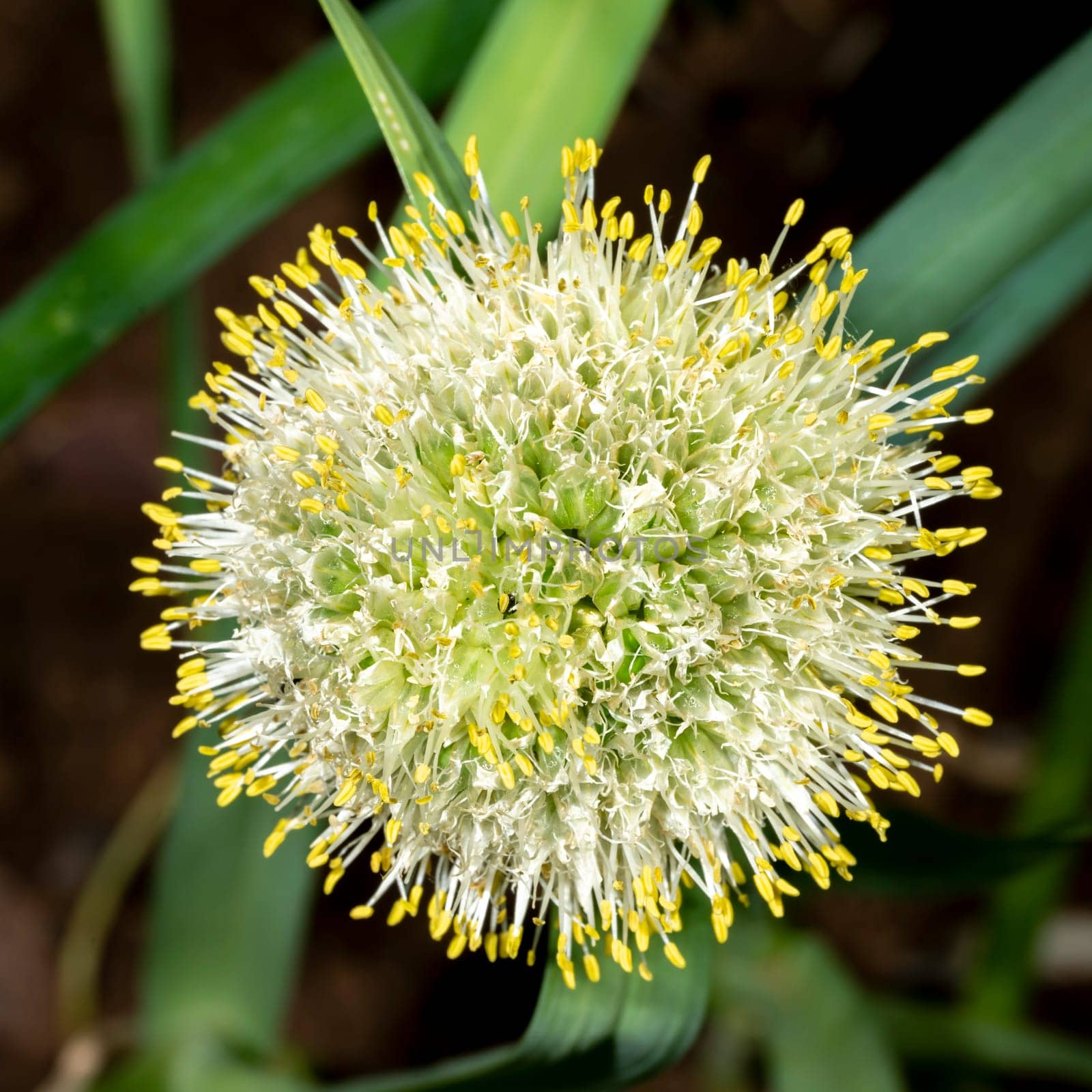 Detail view of a round edible onion blossom with dew drops and insects
