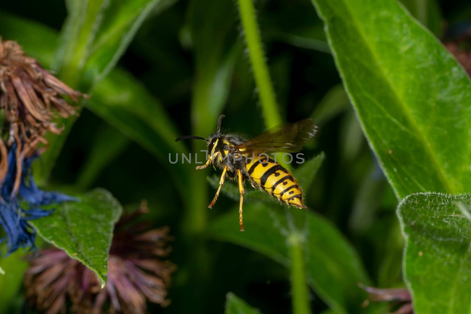 Side view of a flying wasp between green blurred leaves