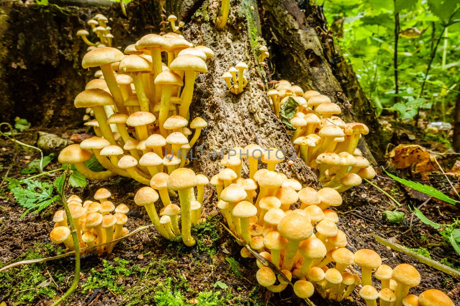 A close-up view of a cluster of mushrooms a the base of a tree trunk
