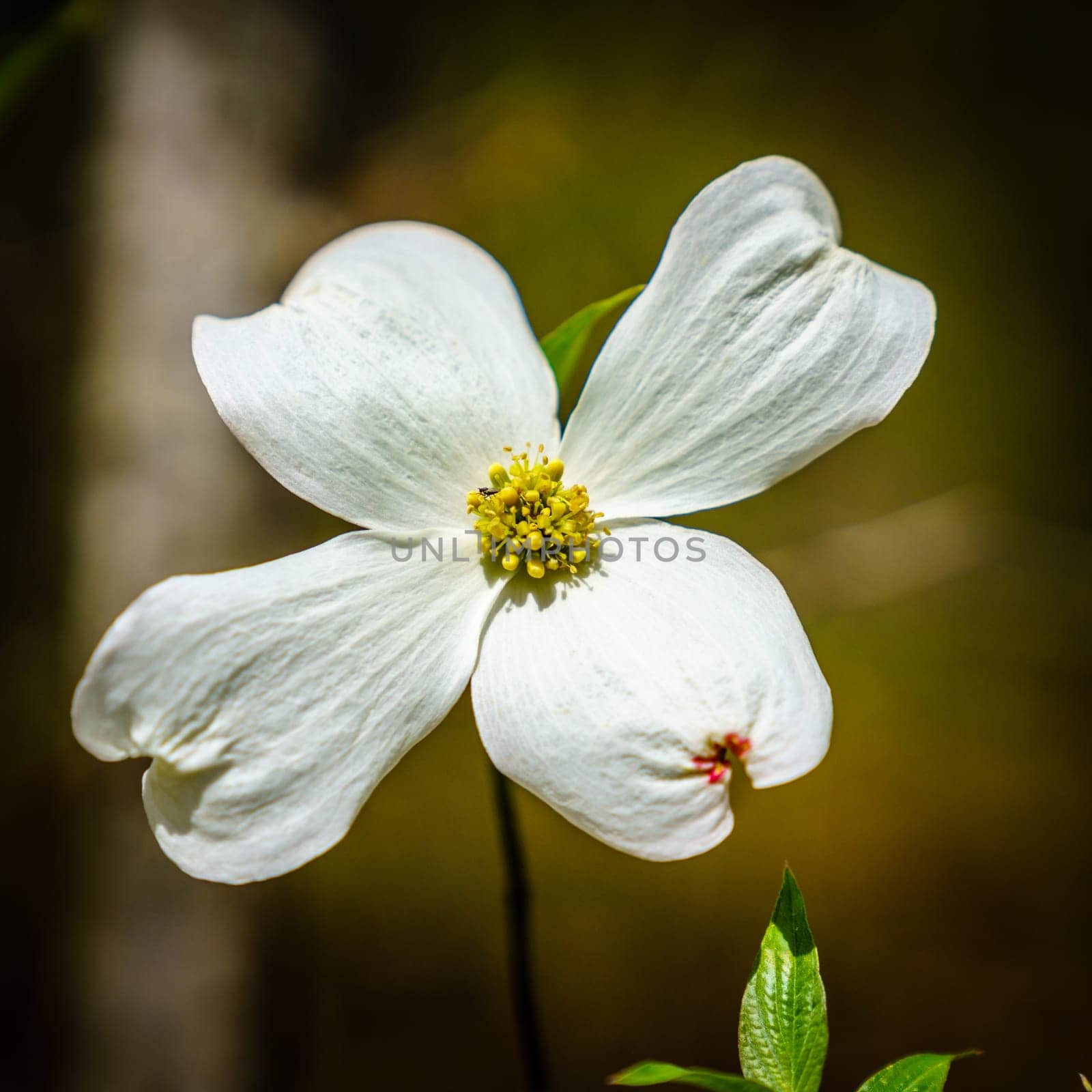 Close-up image of dogwood flower in Red River Gorge, Kentucky