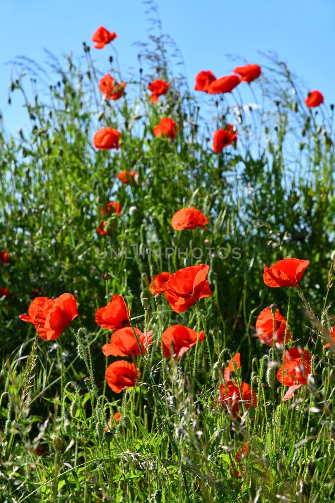red poppies