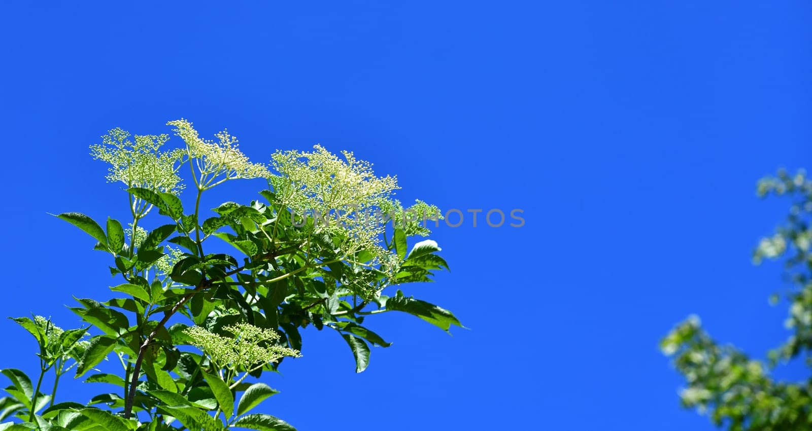 Sambucus nigra