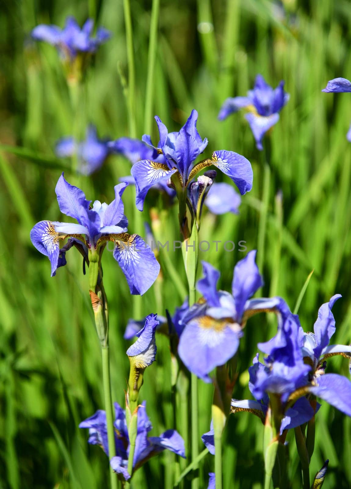 Iris sibirica
