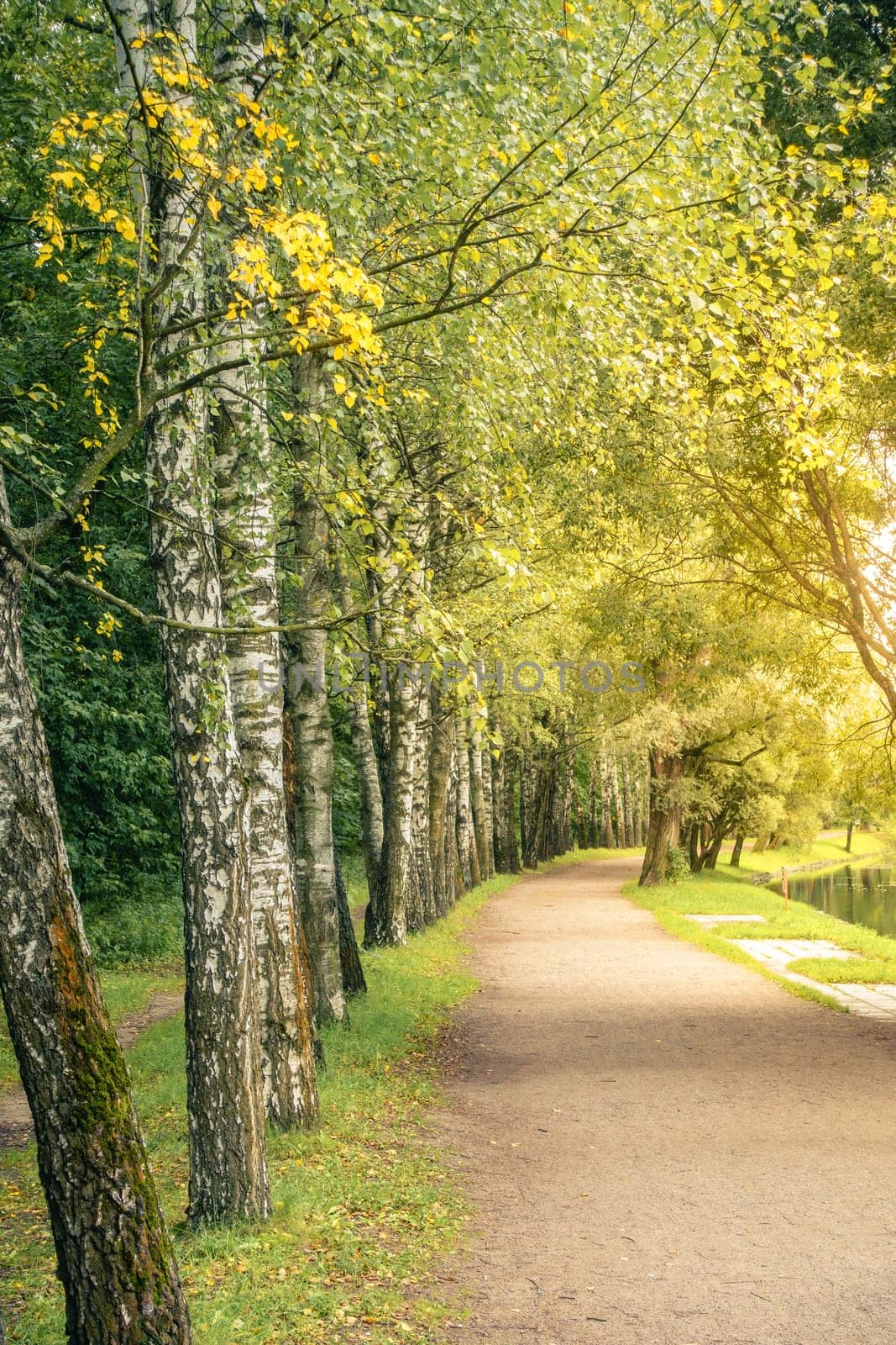 Birch lined alley in a park in Moscow, Russia in early fall