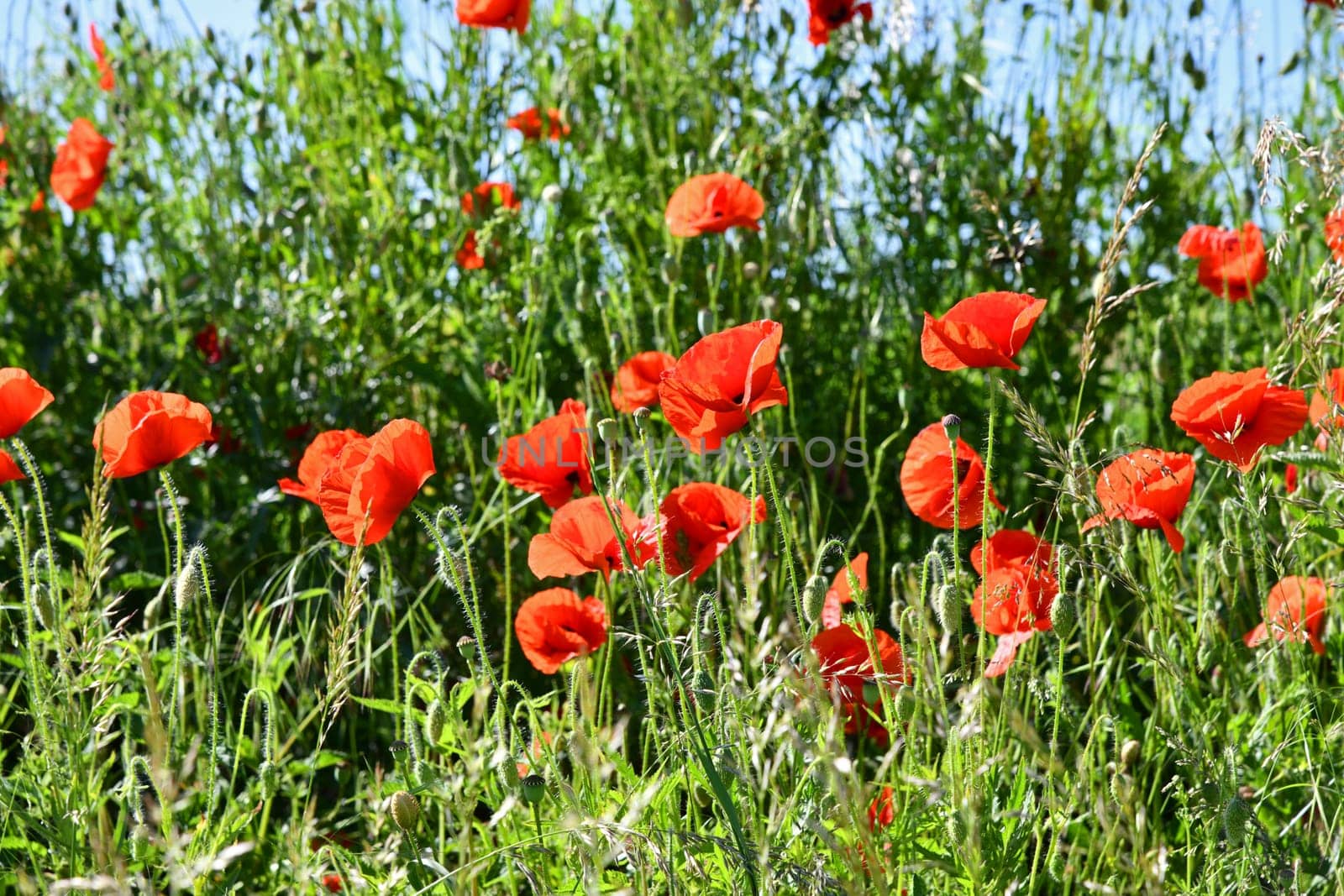 red poppies