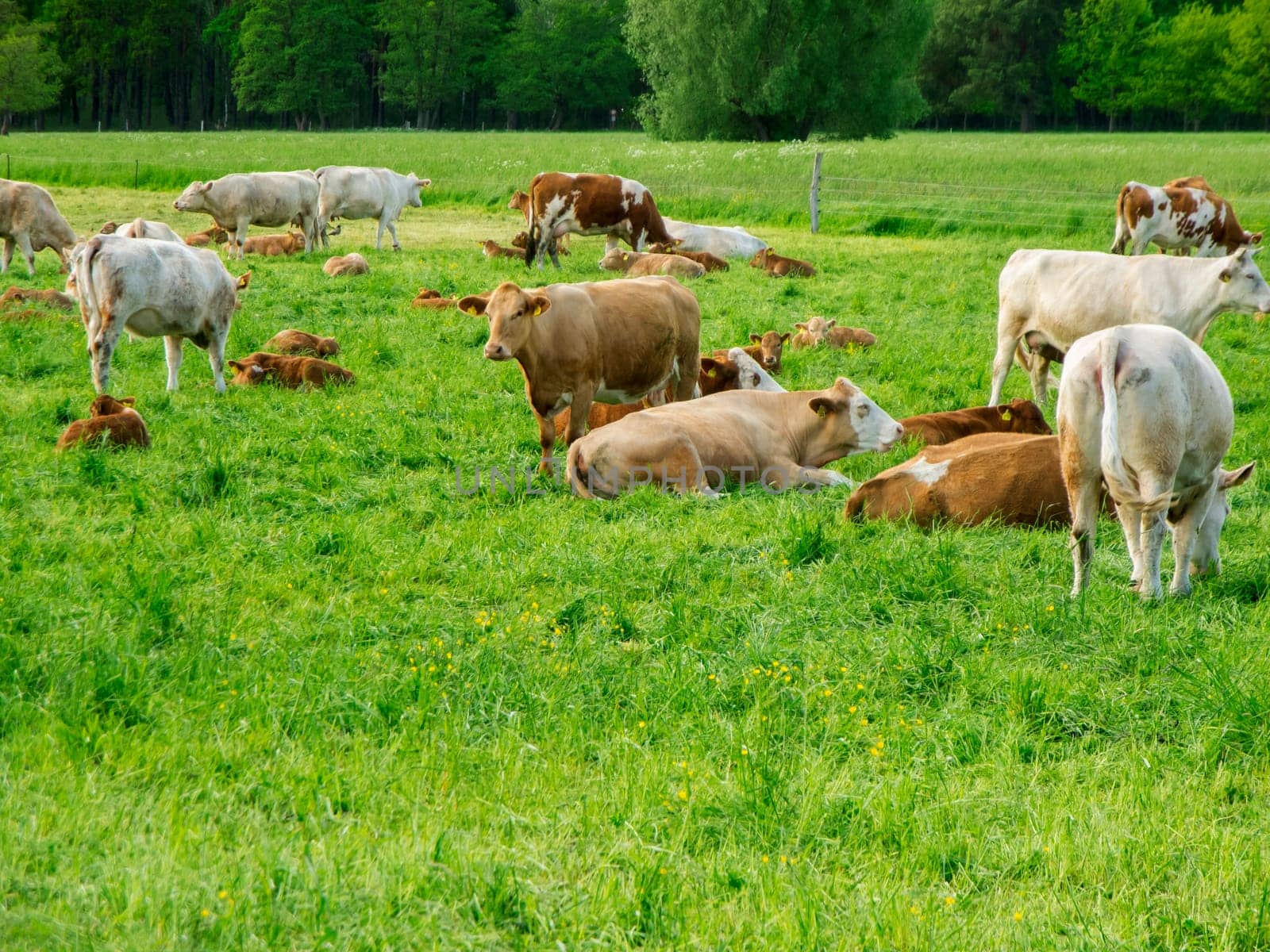 Landscape view with cows with their calves on a green meadow in Brandenburg.