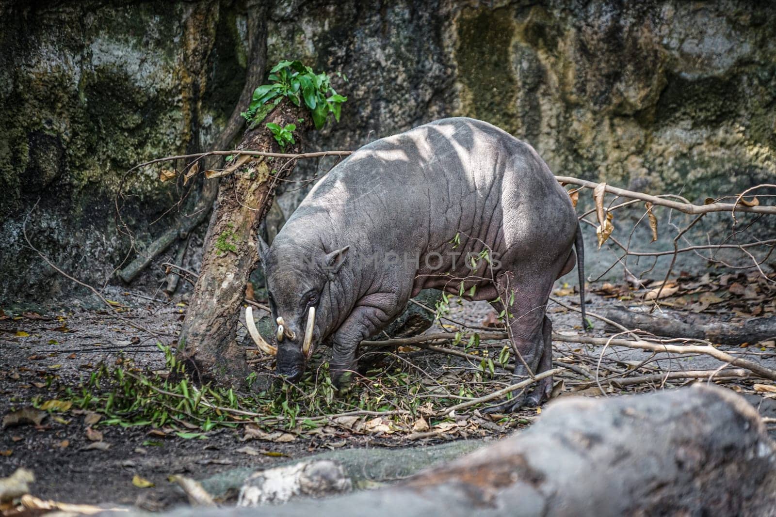 Image of babirusa of wild. Shooting Location: Singapore
