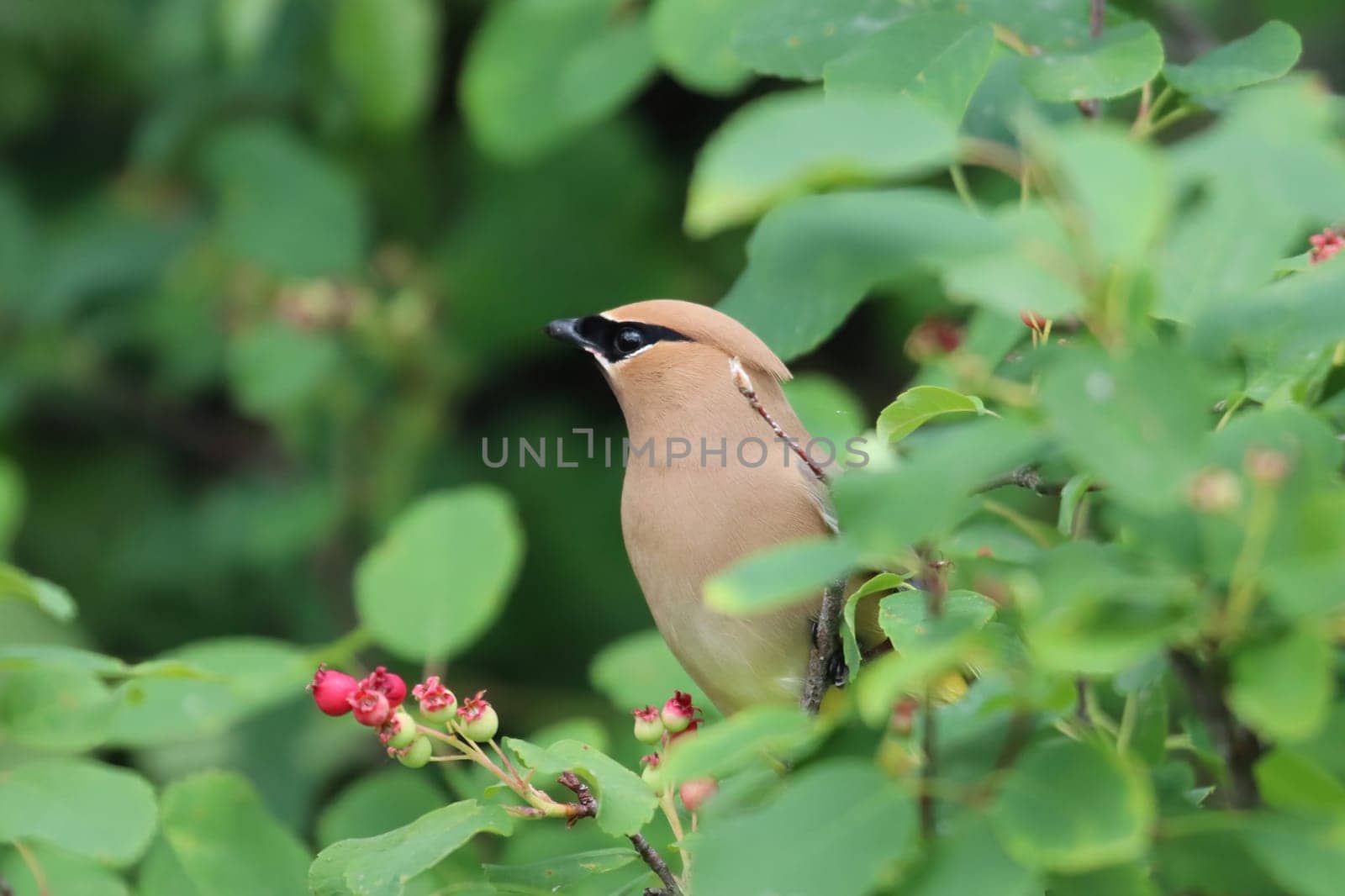 Closeup of a Cedar Wax Wing bird sitting in a berry bush.