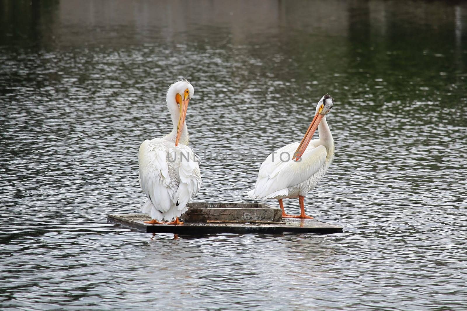 Two American White Pelicans sit on a floating box.