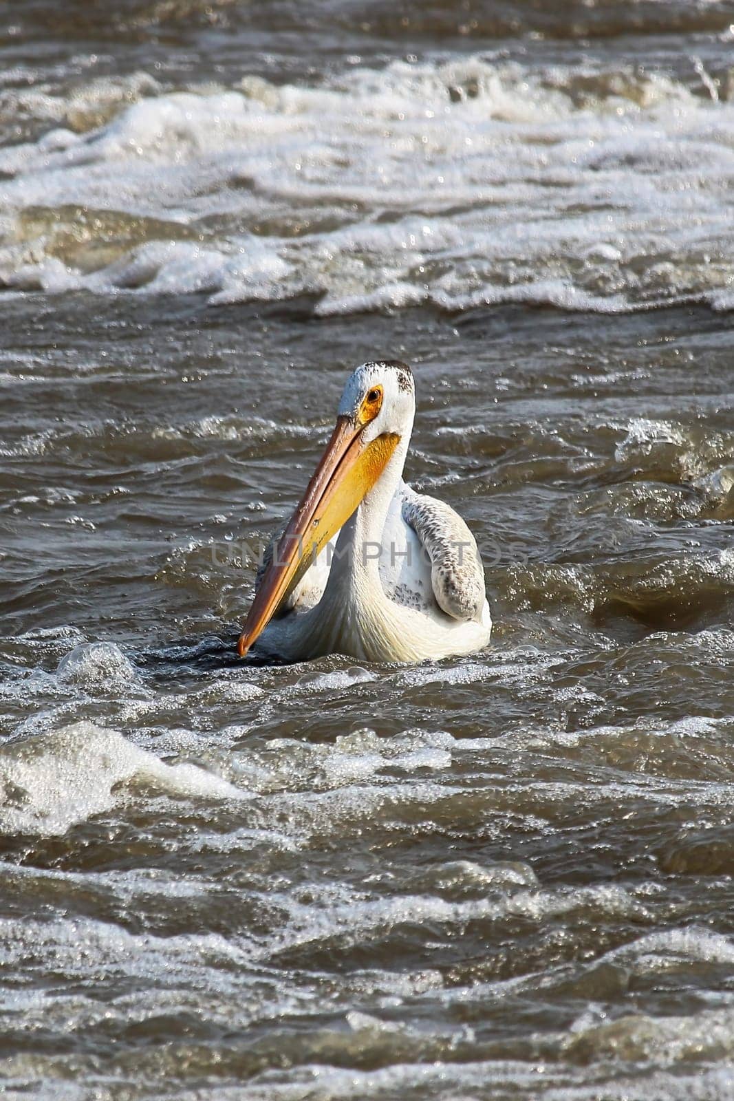An American White Pelican swims in white water.